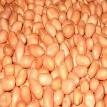 Natural Groundnut Seeds